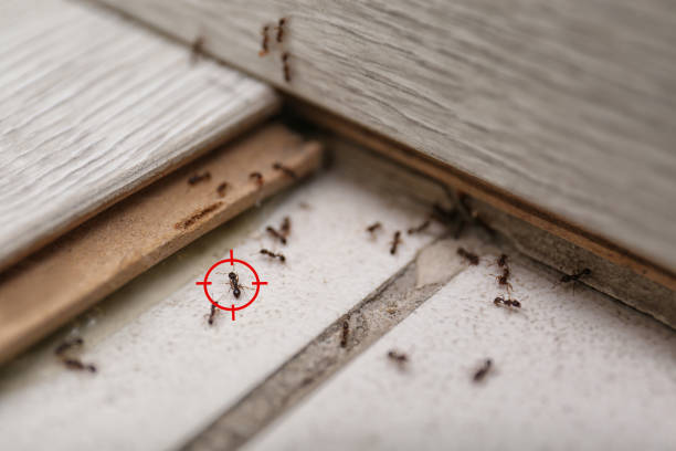 Best Residential Pest Control  in South Amboy, NJ