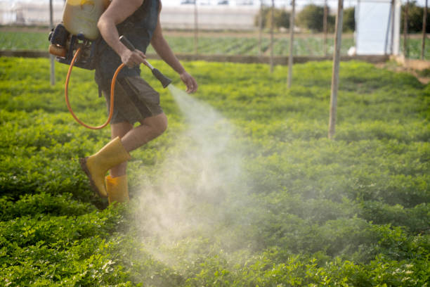 Best Pest Control Near Me  in South Amboy, NJ