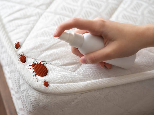 Best Bed Bug Extermination  in South Amboy, NJ
