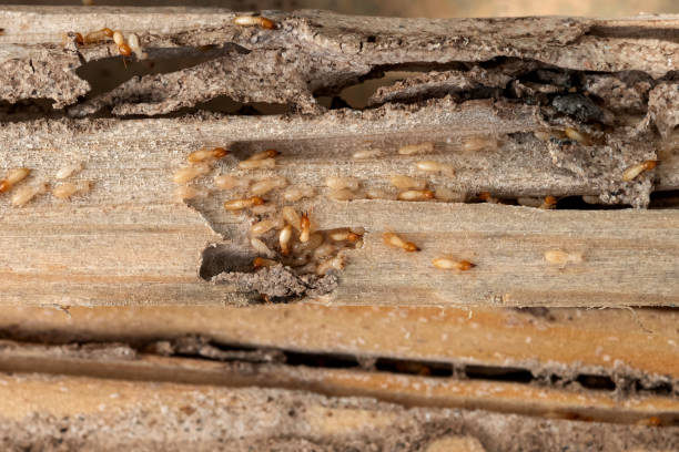 Best Pest Control for Businesses  in South Amboy, NJ