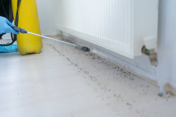 Professional Pest Control in South Amboy, NJ